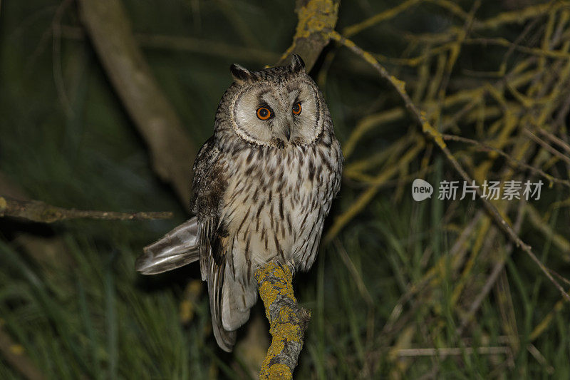 长耳猫头鹰(Asio otus)